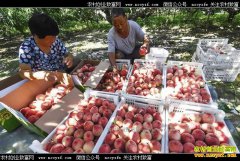 �ӱ�������ʯ��ׯ�壺��ֲ���ҳ�ũ���¸�����Ŀ