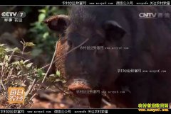 [ÿ��ũ��]̽����˫����С����׬Ǯ����