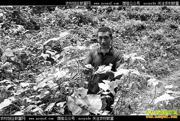 �����ϴ���������ֲ��ҩ������ʮ����