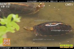 [ÿ��ũ��]����׬Ǯ����ֳ��Ե�տǹ�׬Ǯ�����