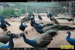 ����̫���ع�����ֳ��ȸЧ�������500��Ԫ