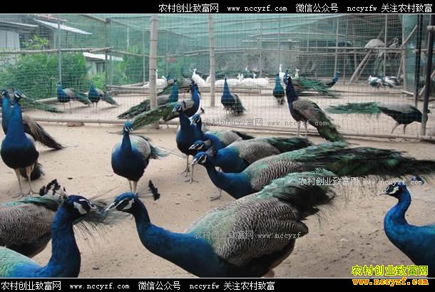 ����̫���ع�����ֳ��ȸЧ�������500��Ԫ