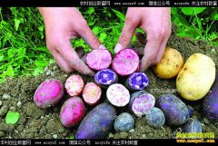 ������Ϫ��ȪϪ����ֲ��ɫ������ũ���¸�����Ŀ