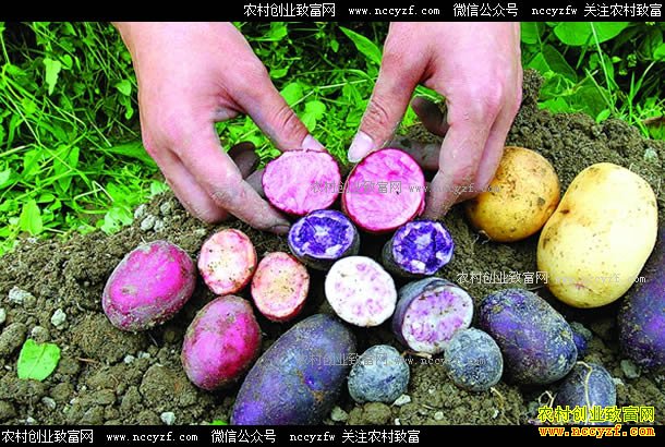 ������Ϫ��ȪϪ����ֲ��ɫ������ũ���¸�����Ŀ