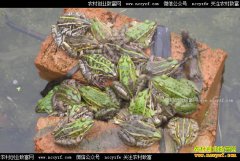 ���������³���ֳ����ÿĶ����������Ԫ