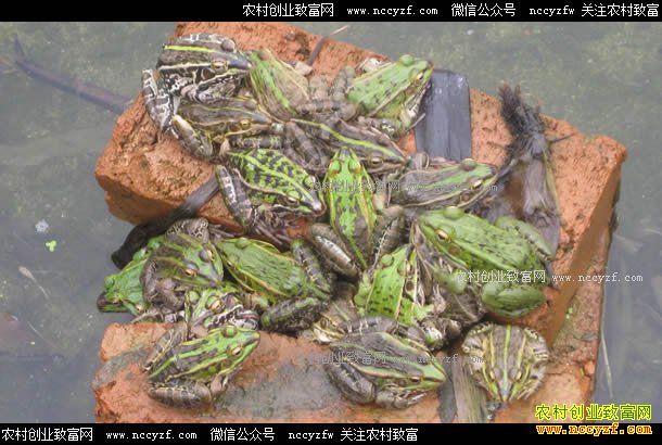 ���������³���ֳ����ÿĶ����������Ԫ