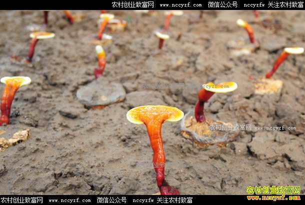 ���ϳ�����������ֲ��֥Ч���ÿĶ����6��Ԫ