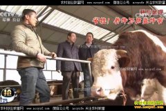 [�Ƽ�Է]������ţЧ��ߣ����ַ�ʽ����ţ