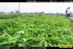 �Ĵ�������ΰ��ֲ���Ĳ�ÿĶ����3000Ԫ