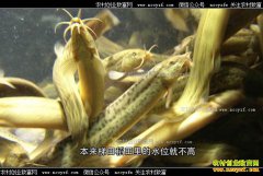 [�¸���]���Ϻ��Ф���ڹ�������������