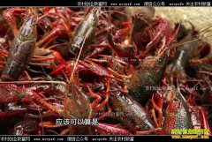 [�¸���]����������˧������ֳС��Ϻ׬������Ƹ�