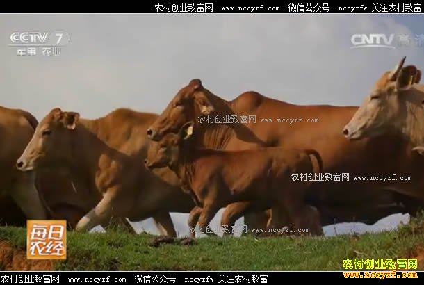 [ÿ��ũ��]������ͷ������ţ��ֳЧ���