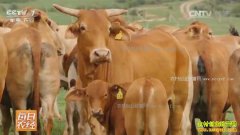 [ÿ��ũ��]������ͷ������ţ��ֳЧ���