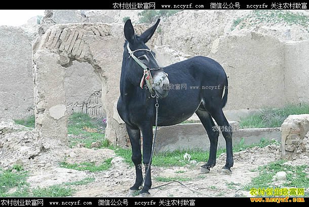 �ӱ���ԭ�أ���ֳ��¿��ũ����ƶ�¸�����Ŀ