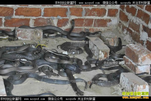 ����ɣֲ���������������¸�·