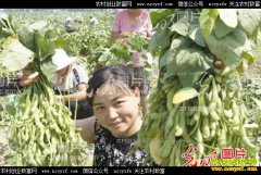 ɽ�����������ڡ��κ췼���޼��������߲�Ч���