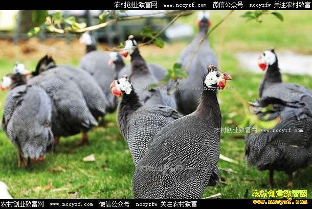 ����������½����ֳ���鼦���ġ����¸���