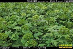 ��ֲ�����ǳ��㽭��������̴�ũ���¸�����Ŀ