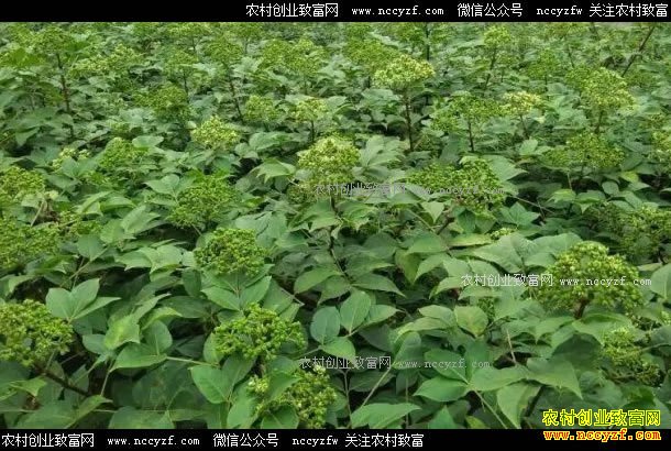 ��ֲ�����ǳ��㽭��������̴�ũ���¸�����Ŀ