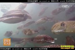 [ÿ��ũ��]��������׬Ǯ�Ĳ��� ��ֳ����Ч���