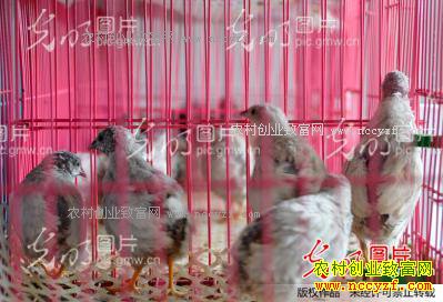 �ӱ�����������Ӣ��ֳ��ȸ������20����Ԫ