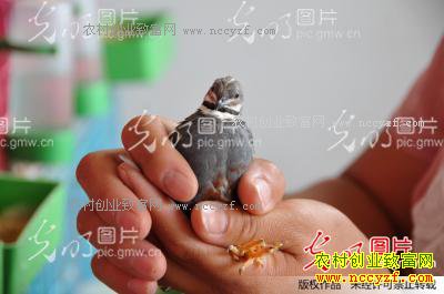 �ӱ�����СС��ȸ �¸���;��