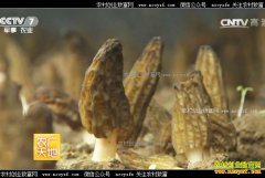 [ũ�����]�Ĵ�����ʯ������ֲ��Ǿ�ʵ�ֲƸ�����