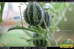 [�¸���]�����Ӹ�ׯ����ƽ��ֲϡ�����Ͽ���8000��