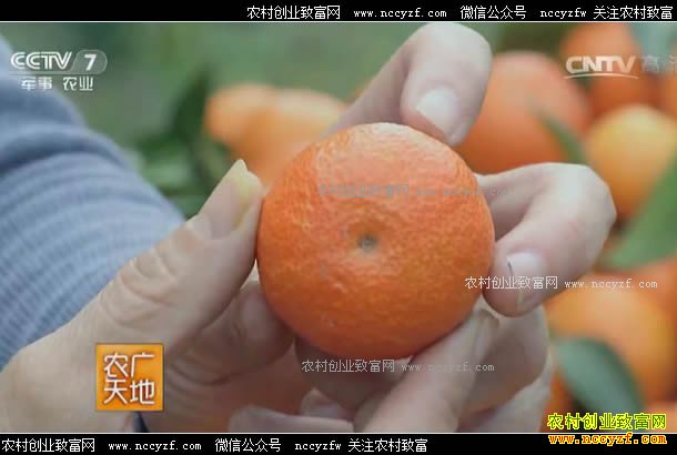 [ũ�����]ɳ�ǽ۵���ֲ 20170724