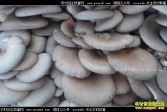 �����ϴ�ƽ���۸�Ӹ߲���