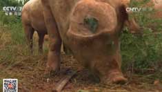 [�Ƽ�Է]�������������� ������Сʯͷ