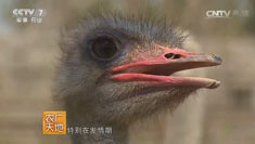 [ũ�����]�ӱ�ʯ��ׯ������������ʵ�ֲƸ�����