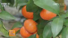 [ũ�����]ɳ�ǽ���ֲ������Ƶ