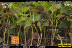 [ũ�����]�����������������������Ȳݴ����İ���Ƹ�