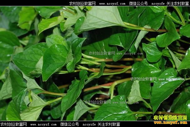 四川鱼腥草行情低迷 分级购销或为一条出路