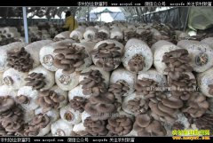 �Ĵ���������������Ģ���괿����ʮ����Ԫ