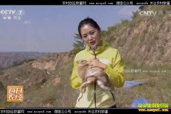 [ÿ��ũ��]������ǣ���׬����ĸ�ԭ��Ұ�á�