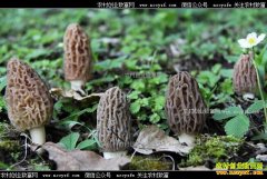 ��ֲһĶ��Ǿ��ĳɱ���Ч�����