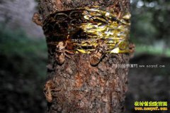 ������ɽ���ڰ��ٹ�԰��ֳ���ÿ���ۼ�60Ԫ