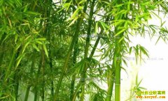 �Ĵ���ȫ����Ҵ���ֲҰ���������¸�·