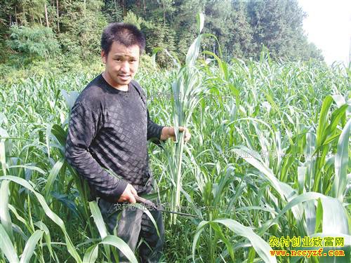 �����ϴ��������ֲ�յ���ιţЧ���