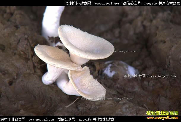 [�¸���]ϡ���ɽ����ʺ�׬Ǯ 20170802