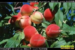 ɽ��������Ԫǿ�����Ҹ߼�����