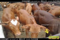 �����Ӵ�������������������ţ����ţ�ơ�