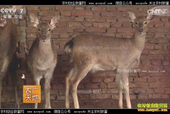 [ũ�����]������Ĳ��������ֳ÷��¹�����е�