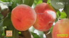 [ÿ��ũ��]�����ˣ���ֲ�����ذ����ҿ�ζ��