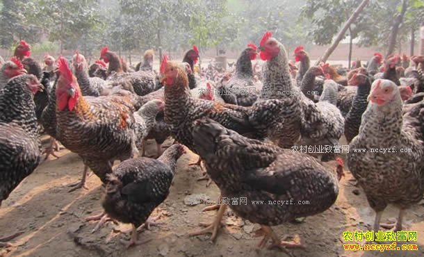 �������������˴�ɽ����ֳ900��ֻ«����������2���Ԫ