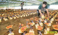 ɽ����ī��ѧ��¹�㶰�����辰��֥�����г�