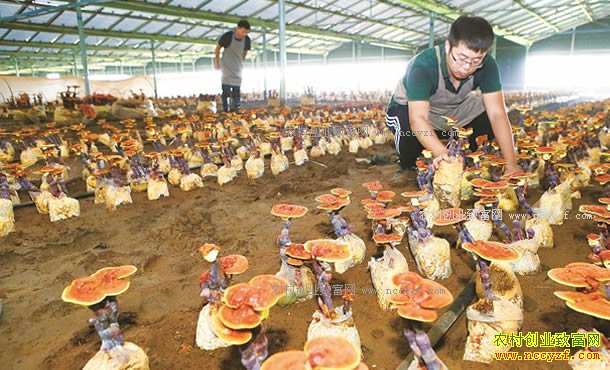 ɽ����ī¹�㶰��ֲ���辰��֥�������г�