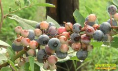 [�¸���]�㽭��������ȺӢ��ֲ��ݮ��ҵ�¸�